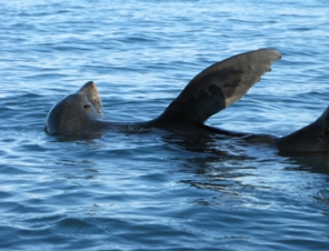 Seals join us on our Kayak safari tour from Akaroa